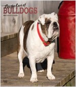 BULLDOGS FOR THE LOVE OF 2024 DELUXE FOI (Paperback)