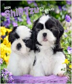 SHIH TZU PUPPIES 2024 SQUARE (Paperback)