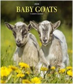 BABY GOATS 2024 SQUARE STKR STARGIFTS (Paperback)