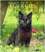 BLACK CATS THE BEAUTY OF 2024 SQUARE STK (Paperback)