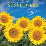 SUNFLOWERS THE BEAUTY OF 2024 SQUARE STK (Paperback)