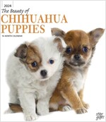 CHIHUAHUA PUPPIES THE BEAUTY OF 2024 SQU (Paperback)
