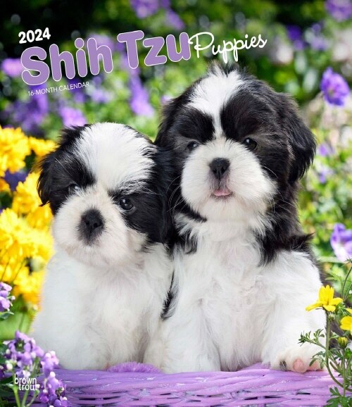 SHIH TZU PUPPIES 2024 SQUARE (Paperback)