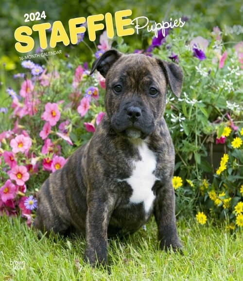 STAFFORDSHIRE BULL TERRIER PUPPIES 2024 (Paperback)