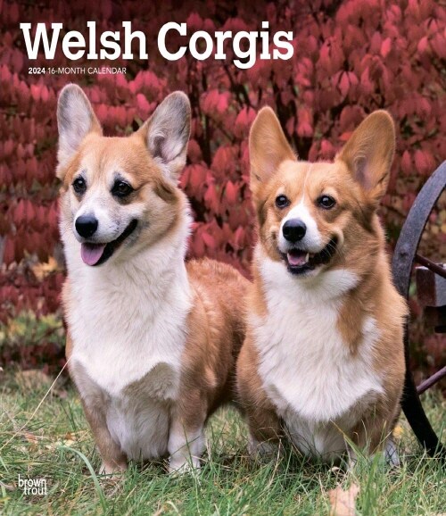 WELSH CORGIS 2024 SQUARE (Paperback)