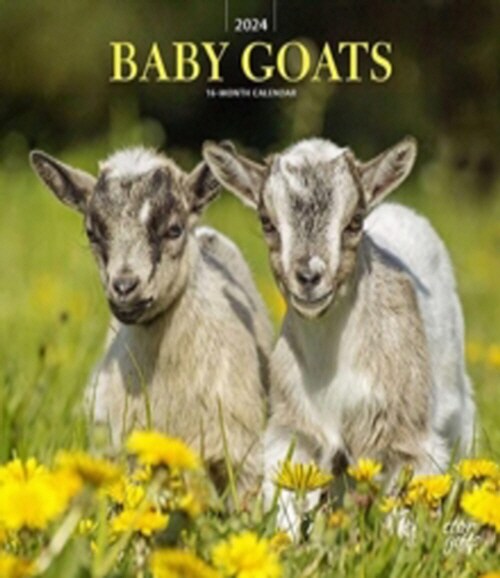 BABY GOATS 2024 SQUARE STKR STARGIFTS (Paperback)