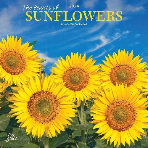 SUNFLOWERS THE BEAUTY OF 2024 SQUARE STK (Paperback)