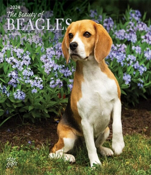 BEAGLES THE BEAUTY OF 2024 SQUARE STKR S (Paperback)
