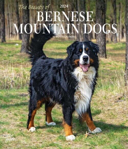 BERNESE MOUNTAIN DOGS THE BEAUTY OF 2024 (Paperback)