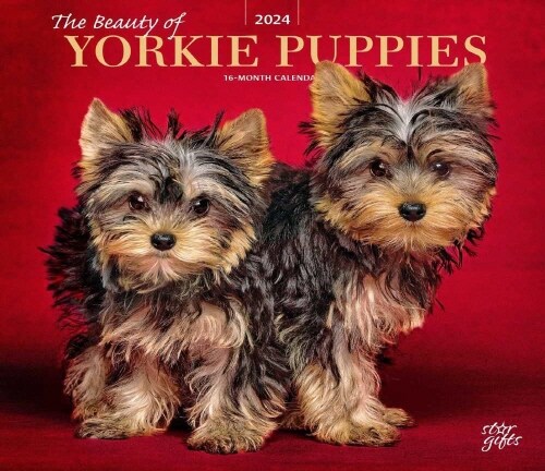 YORKSHIRE TERRIER PUPPIES THE BEAUTY OF (Paperback)