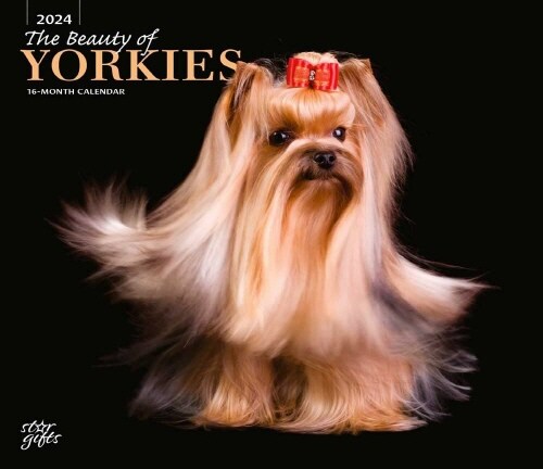 YORKSHIRE TERRIERS THE BEAUTY OF 2024 SQ (Paperback)