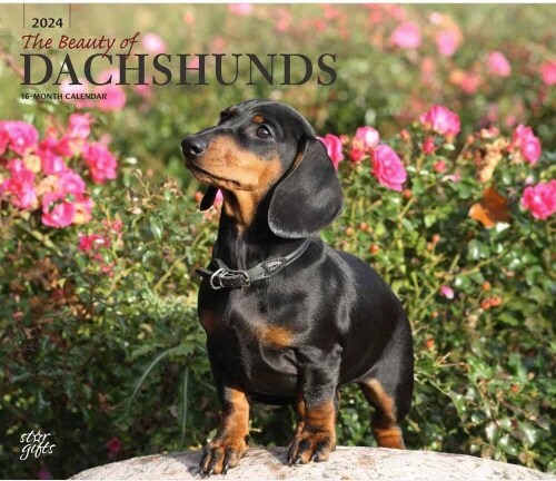 DACHSHUNDS THE BEAUTY OF 2024 DELUXE STK (Paperback)