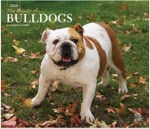 BULLDOGS THE BEAUTY OF 2024 DELUXE STKR (Paperback)