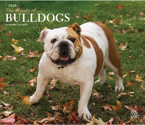 BULLDOGS THE BEAUTY OF 2024 DELUXE STKR (Paperback)