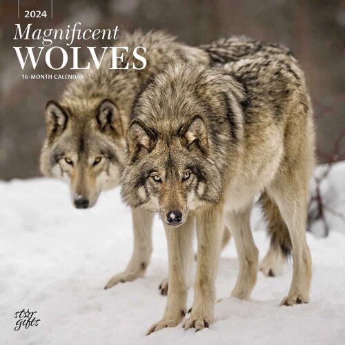 MAGNIFICENT WOLVES 2024 SQUARE STKR STAR (Paperback)