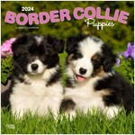 BORDER COLLIE PUPPIES 2024 SQUARE (Paperback)