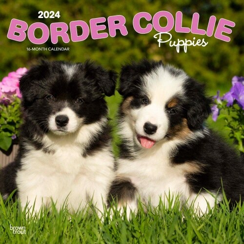 BORDER COLLIE PUPPIES 2024 SQUARE (Paperback)