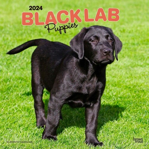 LABRADOR RETRIEVER PUPPIES BLACK 2024 SQ (Paperback)