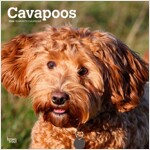 CAVAPOOS 2024 SQUARE (Paperback)