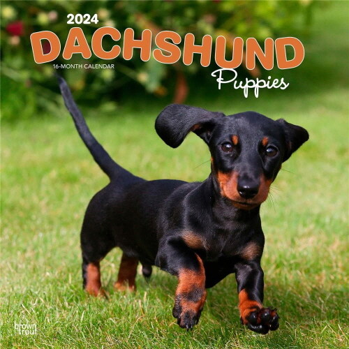 DACHSHUND PUPPIES 2024 SQUARE (Paperback)
