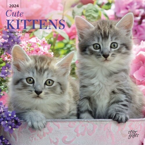 CUTE KITTENS 2024 SQUARE STKR STARGIFTS (Paperback)