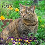 CATS THE BEAUTY OF 2024 SQUARE STKR STAR (Paperback)