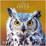OWLS THE BEAUTY OF 2024 SQUARE STKR STAR (Paperback)