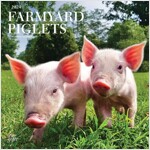 FARMYARD PIGLETS 2024 SQUARE STKR STARGI (Paperback)