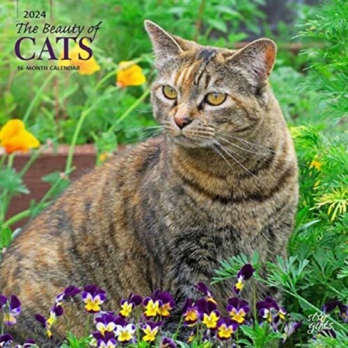 CATS THE BEAUTY OF 2024 SQUARE STKR STAR (Paperback)