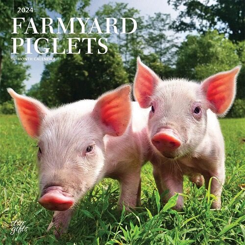 FARMYARD PIGLETS 2024 SQUARE STKR STARGI (Paperback)