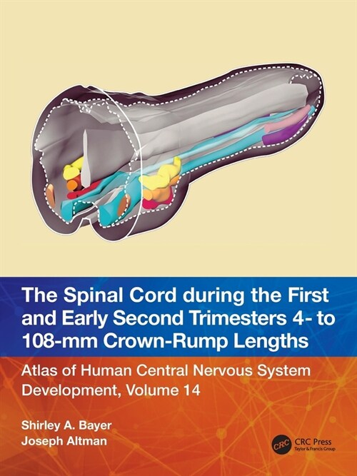 The Spinal Cord during the First and Early Second Trimesters 4- to 108-mm Crown-Rump Lengths : Atlas of Human Central Nervous System Development, Volu (Paperback)