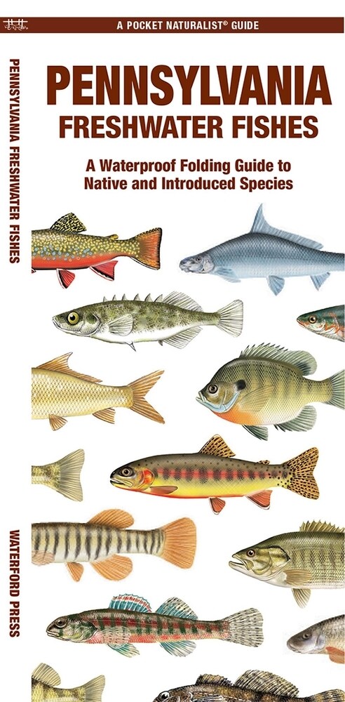 Pennsylvania Freshwater Fishes: A Waterproof Folding Guide to Native and Introduced Species (Paperback)
