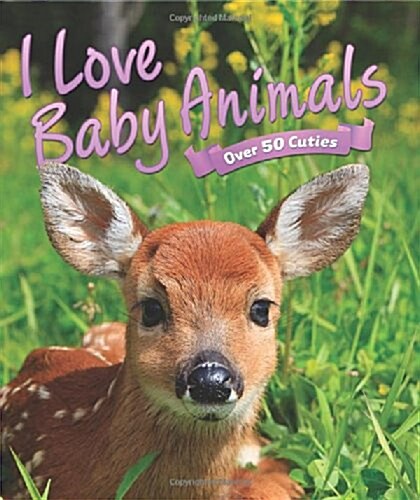 [중고] I Love: Baby Animals (Hardcover)