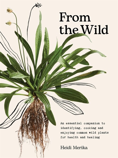 From the Wild: The Essential Companion to Identifying, Using and Enjoying Common Wild Plants for Health and Healing (Hardcover)