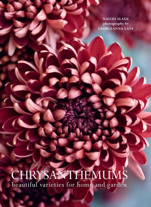 Chrysanthemums: Beautiful Varieties for Home and Garden (Hardcover)