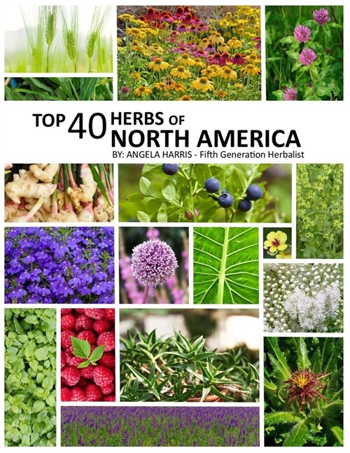 Top 40 Herbs of North America (Paperback)