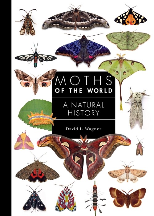 Moths of the World: A Natural History (Hardcover)