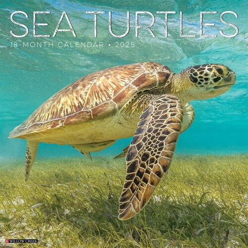 Sea Turtles 2025 12 X 12 Wall Calendar (Wall)