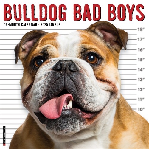 Bulldog Bad Boys 2025 12 X 12 Wall Calendar (Wall)