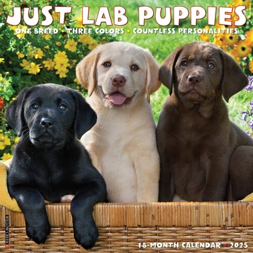 Just Lab Puppies 2025 12 X 12 Wall Calendar (Wall)