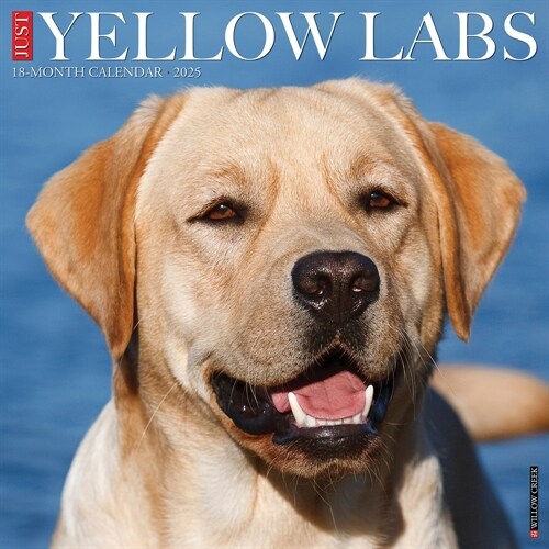 Just Yellow Labs 2025 12 X 12 Wall Calendar (Wall)