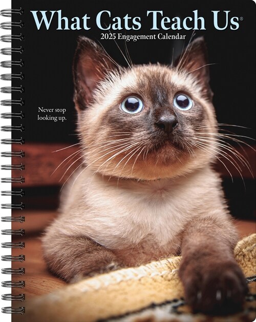 What Cats Teach Us 2025 6.5 X 8.5 Engagement Calendar (Desk)