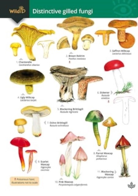 Distinctive gilled fungi (Paperback)