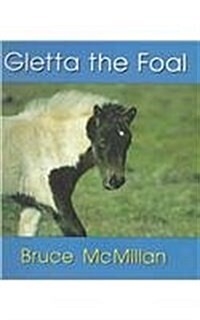 Gletta the Foal (Hardcover)