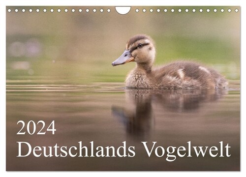 Deutschlands Vogelwelt (Wandkalender 2024 DIN A4 quer), CALVENDO Monatskalender (Calendar)