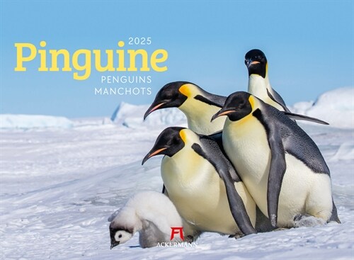 Pinguine Kalender 2025 (Calendar)