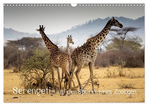 Serengeti - auf den Spuren eines Zoologen (Wandkalender 2024 DIN A3 quer), CALVENDO Monatskalender (Calendar)