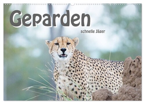 Geparden - schnelle Jager (Wandkalender 2024 DIN A2 quer), CALVENDO Monatskalender (Calendar)