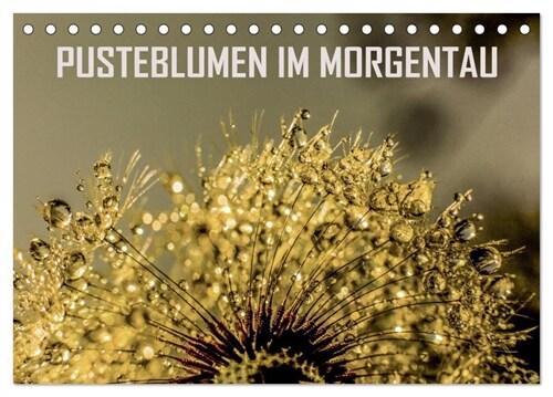 Pusteblumen im Morgentau (Tischkalender 2024 DIN A5 quer), CALVENDO Monatskalender (Calendar)