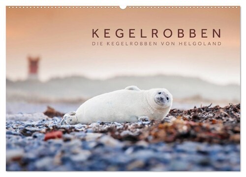 Kegelrobben - Die Kegelrobben von Helgoland (Wandkalender 2024 DIN A2 quer), CALVENDO Monatskalender (Calendar)